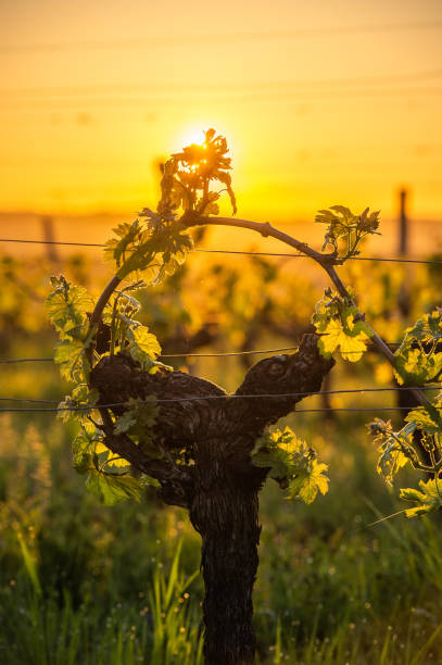 Young branch with sunlights in Bordeaux vineyards Young branch with sunlights in Bordeaux vineyards, France golden hour wine stock pictures, royalty-free photos & images