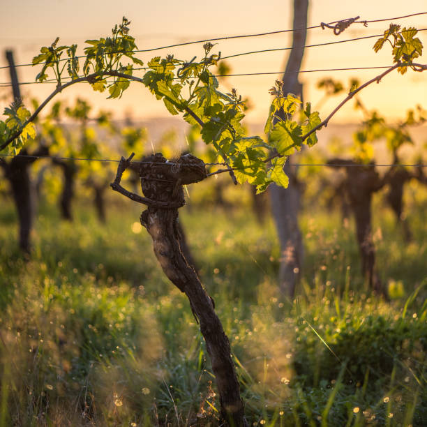 istock Young branch with sunlights in Bordeaux vineyards 1003973932