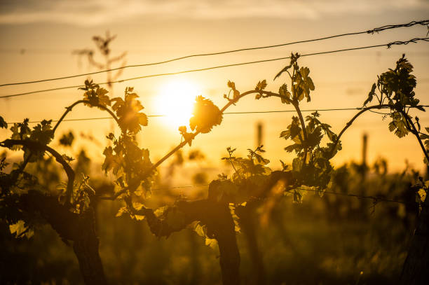 Young branch with sunlights in Bordeaux vineyards Young branch with sunlights in Bordeaux vineyards, France golden hour wine stock pictures, royalty-free photos & images