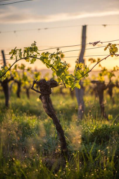 istock Young branch with sunlights in Bordeaux vineyards 1003975982