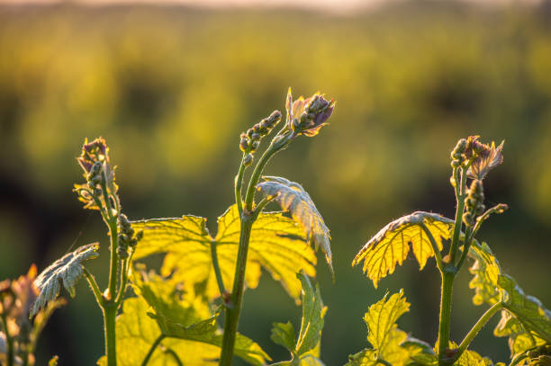 istock Young branch with sunlights in Bordeaux vineyards 1003976080