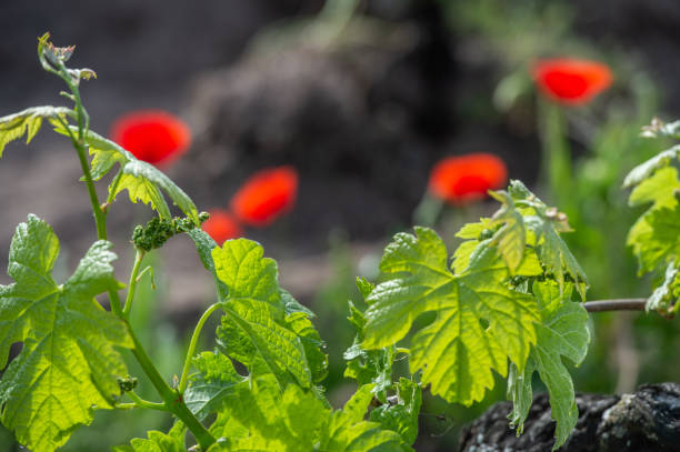 Young branch and poppies with sunlights in Bordeaux vineyards Young branch and poppies with sunlights in Bordeaux vineyards, France golden hour wine stock pictures, royalty-free photos & images