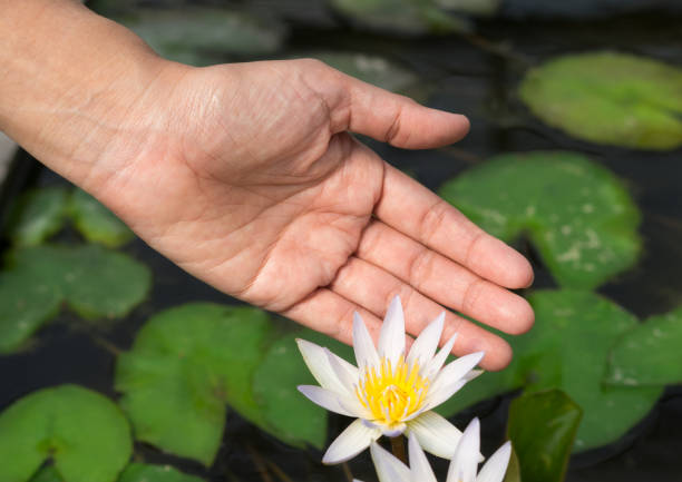istock Woman holding white lotus flower. 1003976596