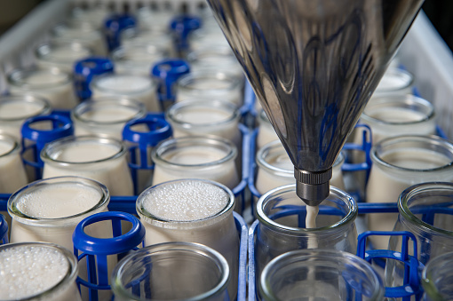 Production of yogurt in a farm, homemade cow's milk yoghurt , France