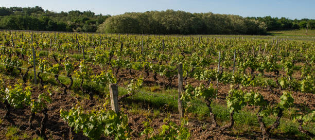istock Bordeaux vineyard, New grape buds and young leafs in spring growing with roses in Saint Emilion vineyard 1003982812