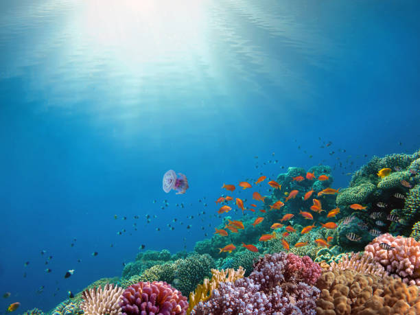 istock Rays of sunlight shining into sea, underwater view 1003986056