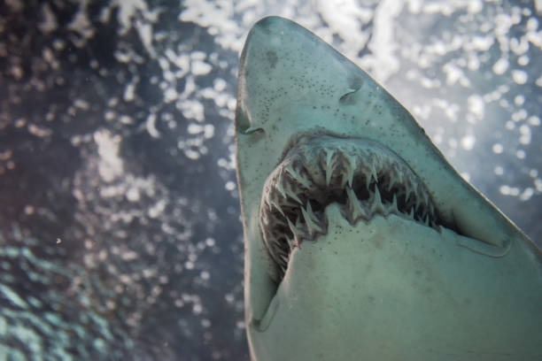 istock Close-up of a Sand Shark shot from below 1003986364