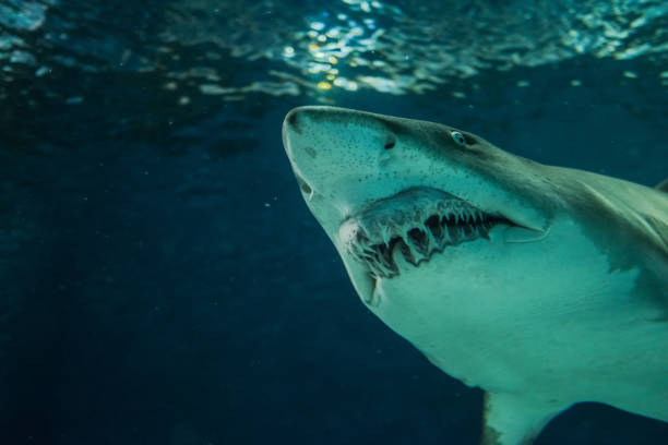 istock Close-up of a Sand Shark shot from below 1003986366