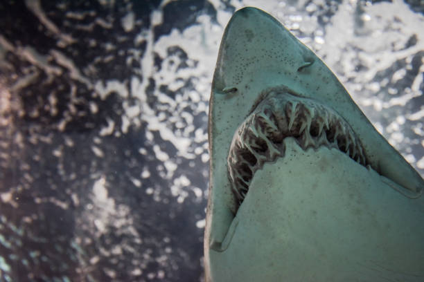 istock Close-up of a Sand Shark shot from below 1003986372