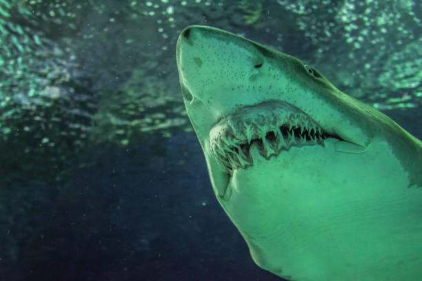 istock Close-up of a Sand Shark shot from below 1003986374