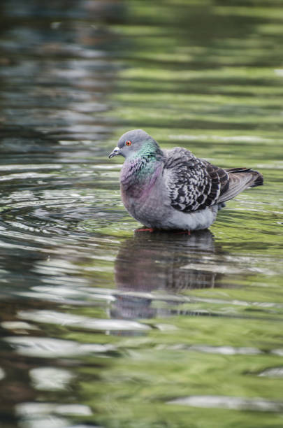 istock A reflection of a dove in the water 1003990452