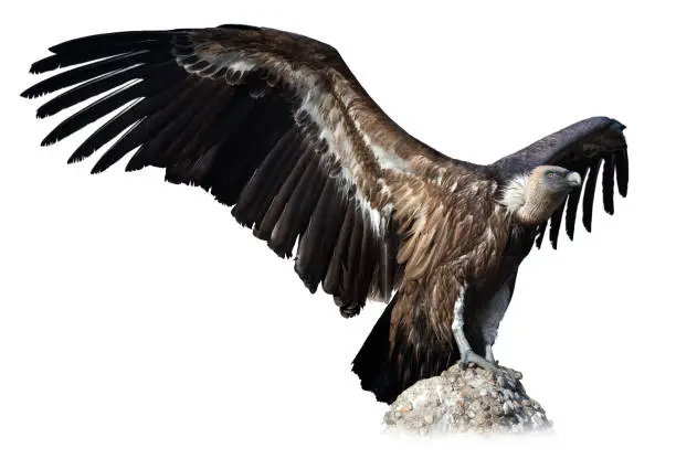 Photo of Griffon vulture on stone on white background