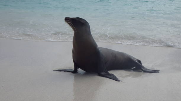 istock Sea lion in Galapagos 1003991458