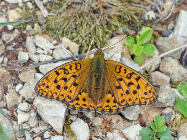 istock European butterfly: The dark green fritillary (Argynnis aglaja) 1003991654