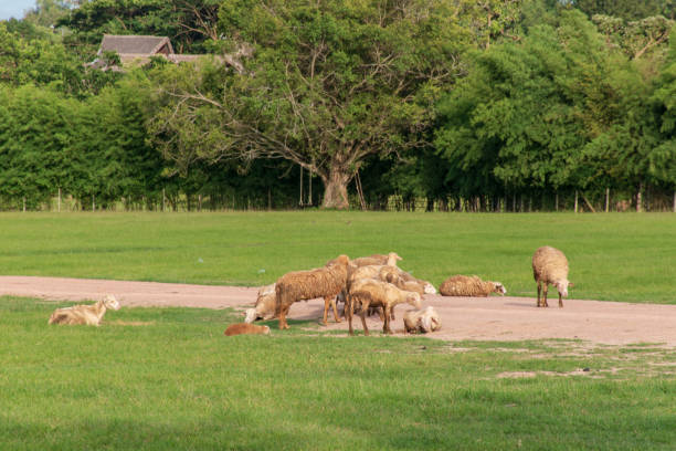 istock Pasture with a variety of sheep. 1003992118