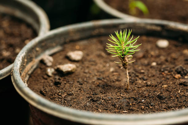 choux vert de pin arbre plante avec des feuilles, feuilles qui poussent dans le sol en pot en serre ou en serre. printemps, concept d’une nouvelle vie. - nature spring new life tree photos et images de collection