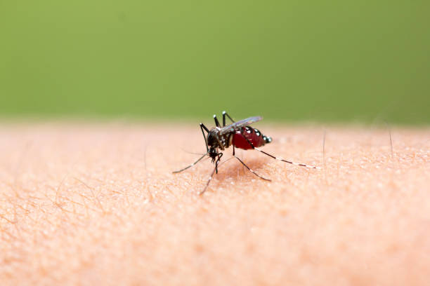 komar - haustellum zdjęcia i obrazy z banku zdjęć
