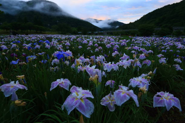 Ayame Garden Ayame garden in Nishi Waga-cho, Iwate prefecture iris laevigata stock pictures, royalty-free photos & images