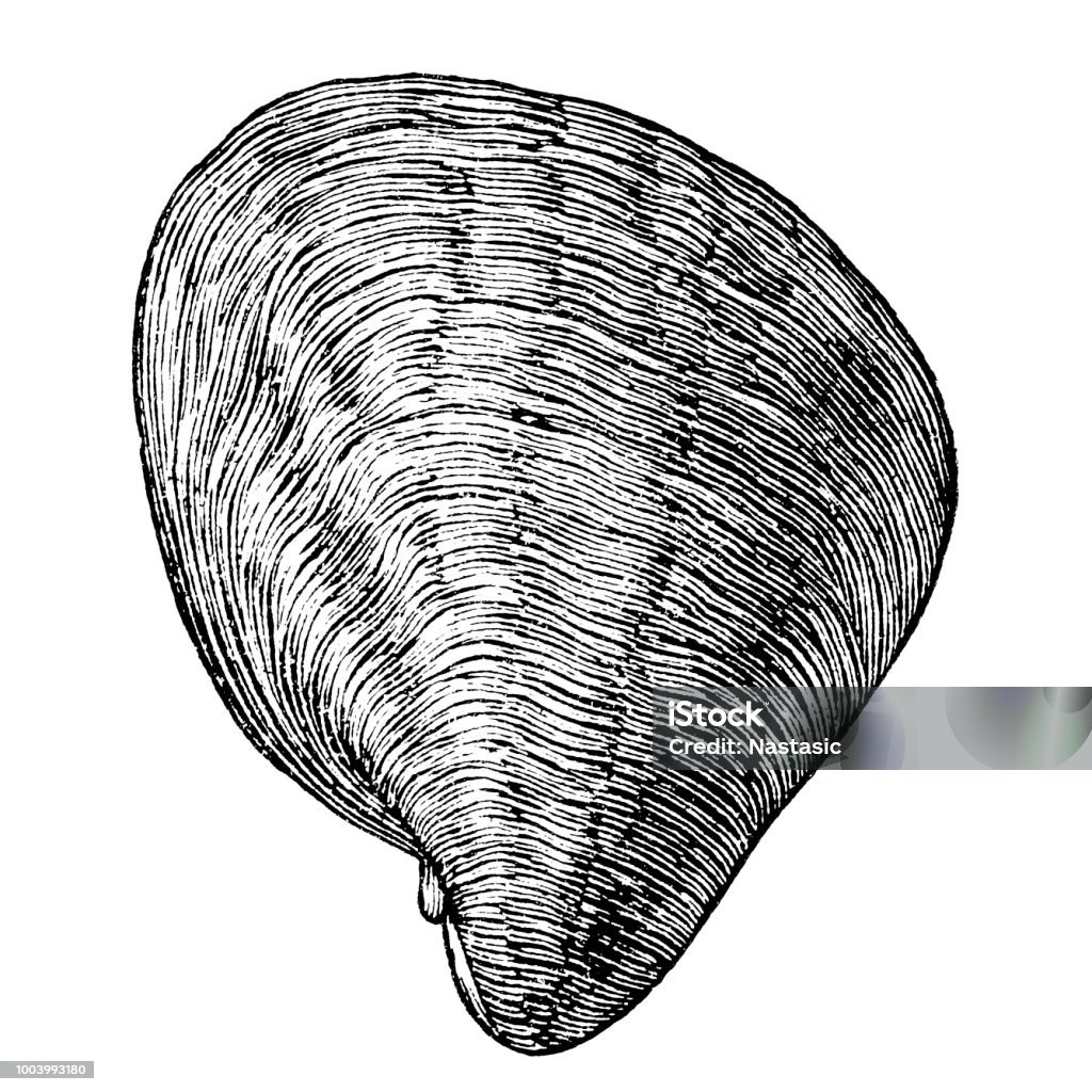 Exogyra is an extinct genus of fossil marine oysters in the family Gryphaeidae Illustration of a Exogyra is an extinct genus of fossil marine oysters in the family Gryphaeidae Oyster stock illustration