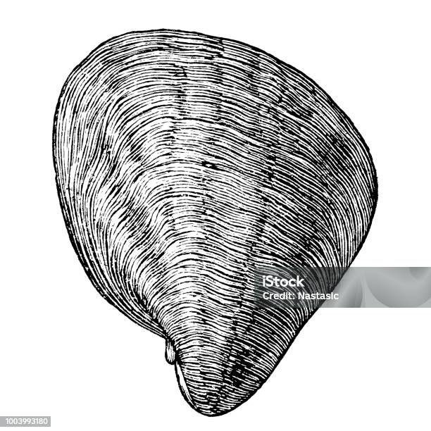 Exogyra Is An Extinct Genus Of Fossil Marine Oysters In The Family Gryphaeidae Stock Illustration - Download Image Now