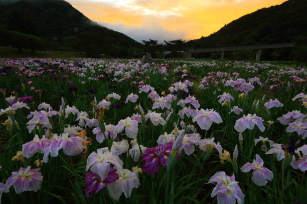 Ayame Garden Ayame garden in Nishi Waga-cho, Iwate prefecture iris laevigata stock pictures, royalty-free photos & images