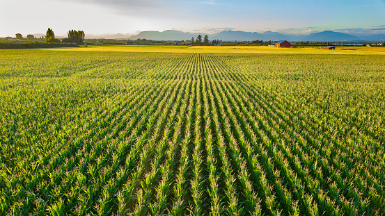 Hermoso paisaje de granja con hileras de maíz y montañas en el fondo photo