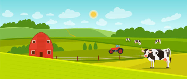 istock Summer landscape with farmhouse,  tractor and herd of cows on the field. Vector flat style illustration 1003993446
