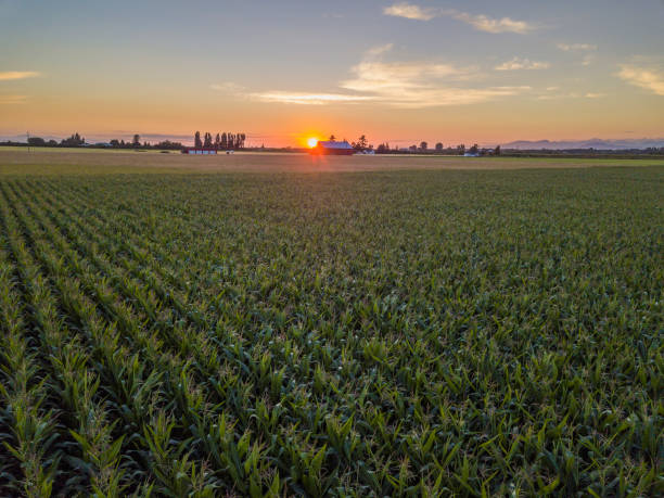 istock Beautiful Farm Landscape with a Sunset 1003993908