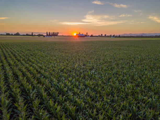 istock Beautiful Farm Landscape with a Sunset 1003993992
