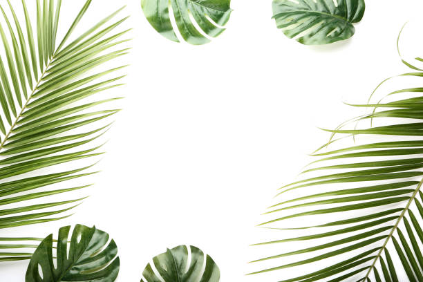 istock Green palm and monstera leaf on white background 1003994646