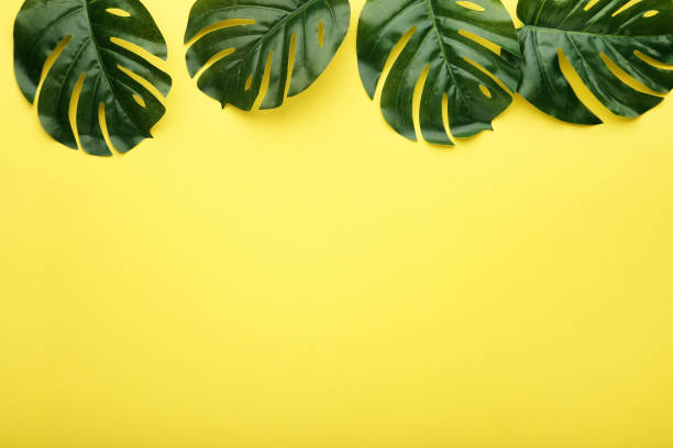 istock Monstera green leafs on yellow background 1003994828