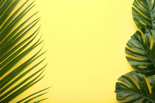 istock Green palm and monstera leaf on yellow background 1003995186