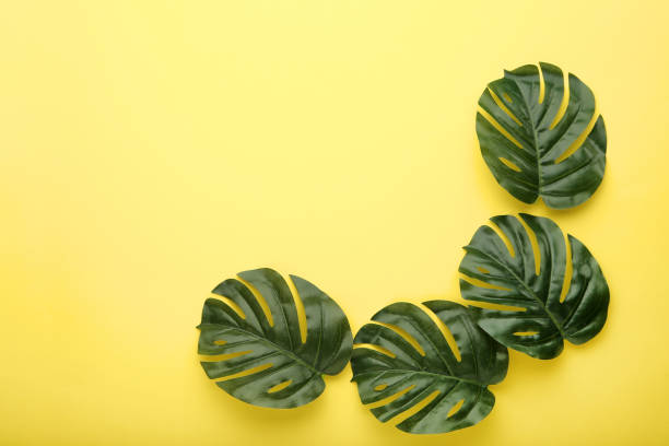 istock Monstera green leafs on yellow background 1003995300