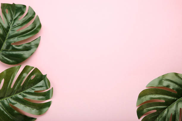 istock Monstera green leafs on pink background 1003995462
