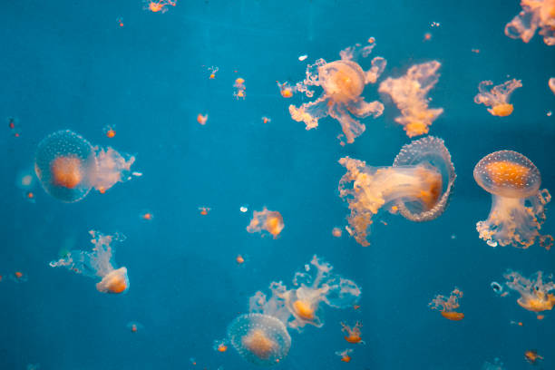 horizontal abstract background of jellyfishes swimming.