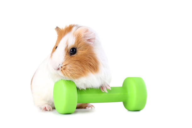 istock Guinea pig with green dumbbell isolated on white background 1003997592