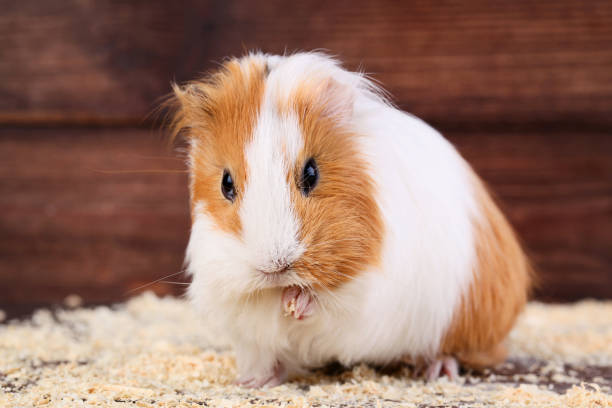 istock Guinea pig with sawdust on brown background 1003998244
