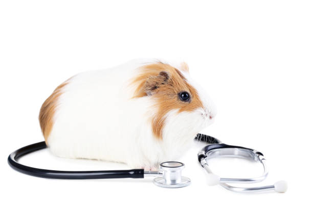 istock Guinea pig with stethoscope isolated on white background 1003998616