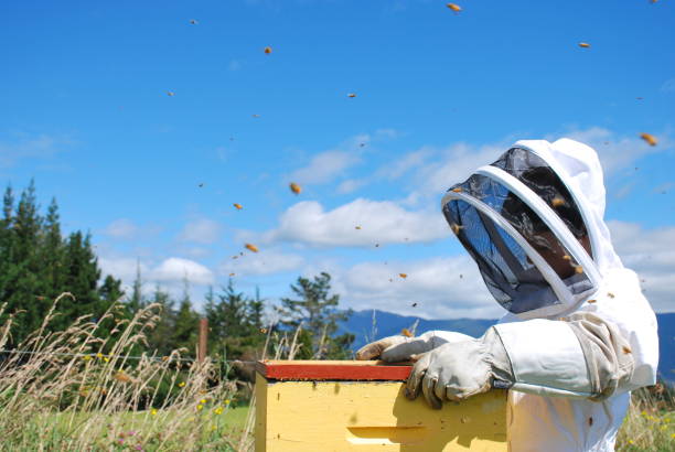 ハチの巣とハチ スーツの子 - beehive rural scene bee outdoors ストックフォトと画像