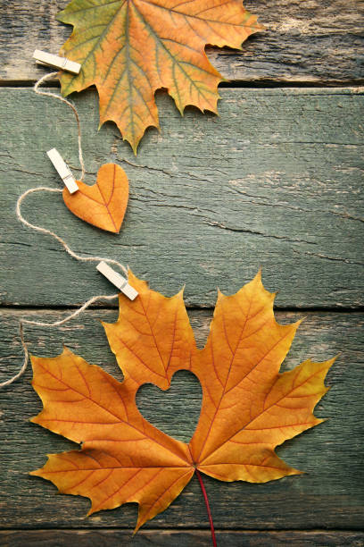 istock Dry maple leafs with heart on grey wooden table 1004001916