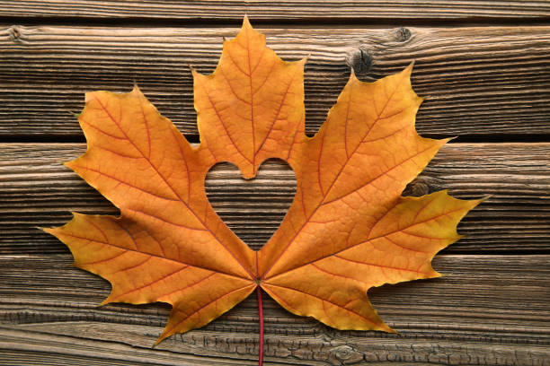 istock Dry maple leaf with heart on brown wooden table 1004003752