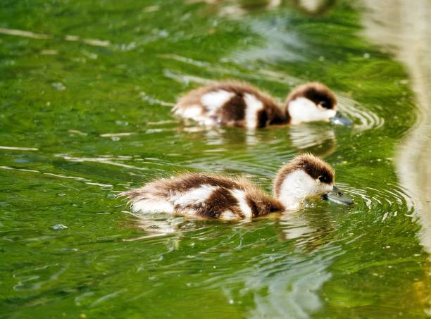 istock Young city ducks floating in sunny green summer water 1004003960