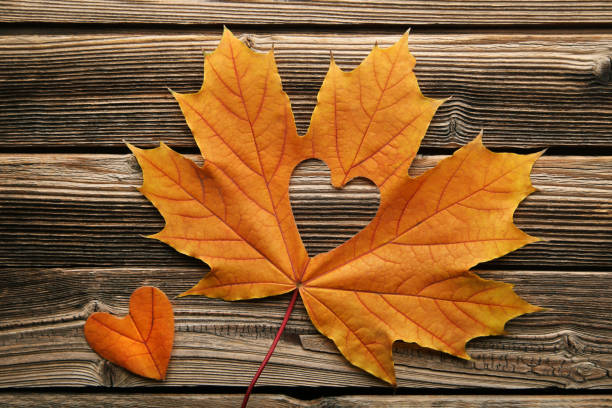 istock Dry maple leaf with heart on brown wooden table 1004004068