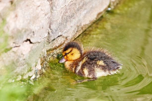 istock Young city ducks floating in sunny green summer water 1004004166