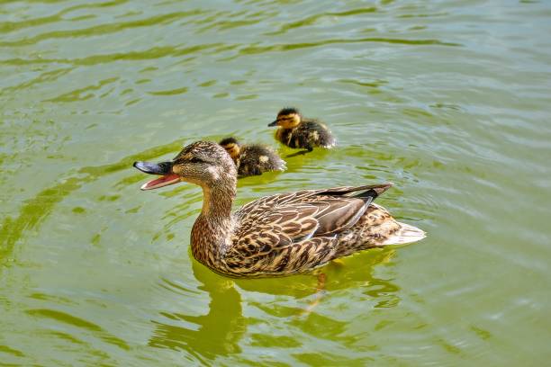 istock Young city ducks floating in sunny green summer water 1004004168