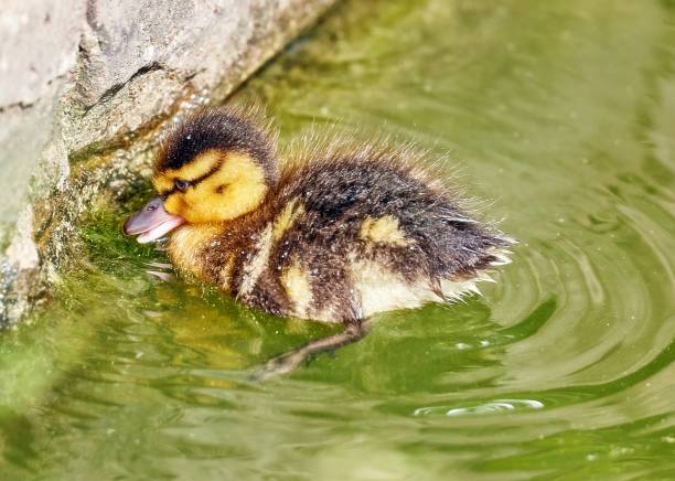 istock Young city ducks floating in sunny green summer water 1004004172