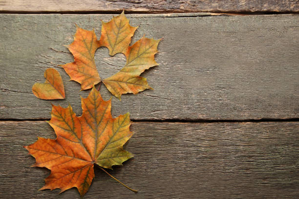 istock Dry maple leafs with heart on grey wooden table 1004004486