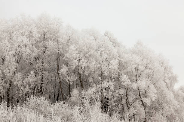 istock Snow drifts in winter 1004007024