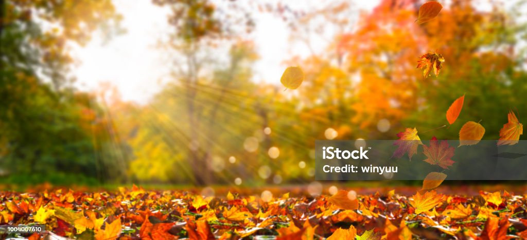 fall leaves in idyllic landscape Autumn Stock Photo