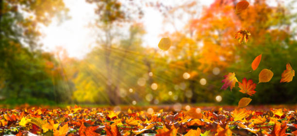 opadają liście w idyllicznym krajobrazie - autumn zdjęcia i obrazy z banku zdjęć